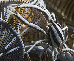 Squat Crinoid Lobster (Allogalathea elegans), aka Elegant... by Jim Chambers 
